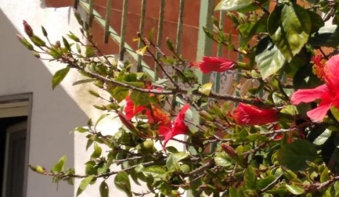 CASALE HIBISCUS